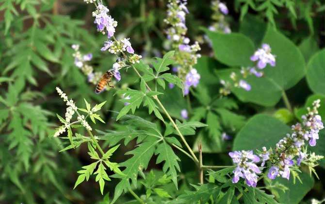 夏季有哪些蜜源植物? 荊條