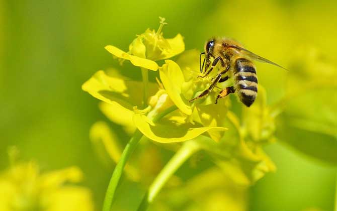 蜜蜂最喜歡什么顏色? 蜜蜂