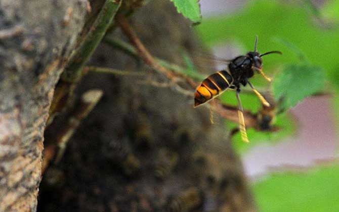 蜜蜂為什么在巢門口扇風? 蜜蜂