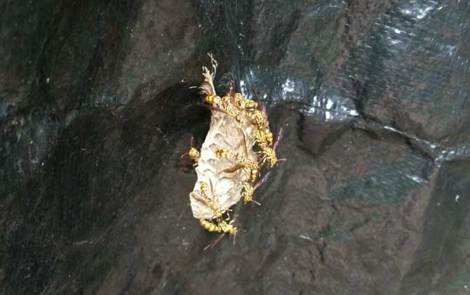 蜜蜂窩和馬蜂窩的區別 馬蜂窩