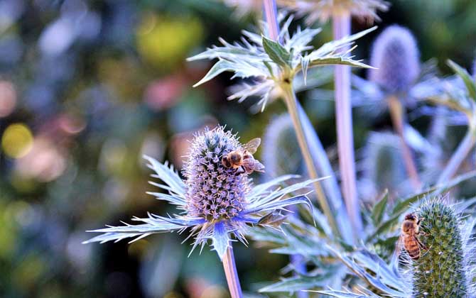 驅趕蜜蜂的最佳辦法 蜜蜂