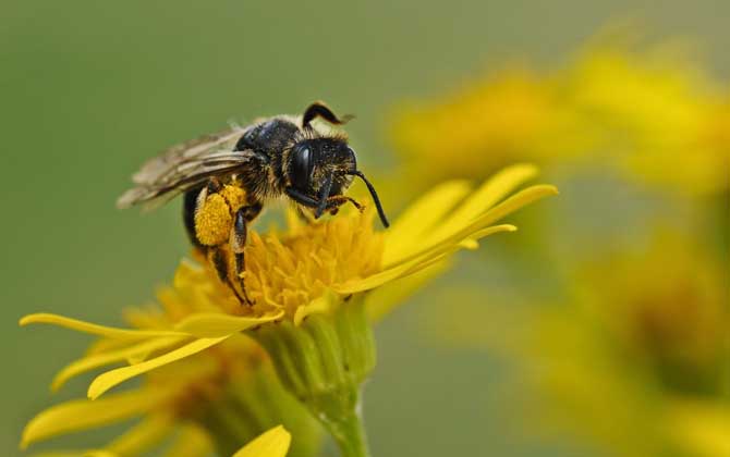 被蜜蜂蟄了幾天能消腫? 蜜蜂
