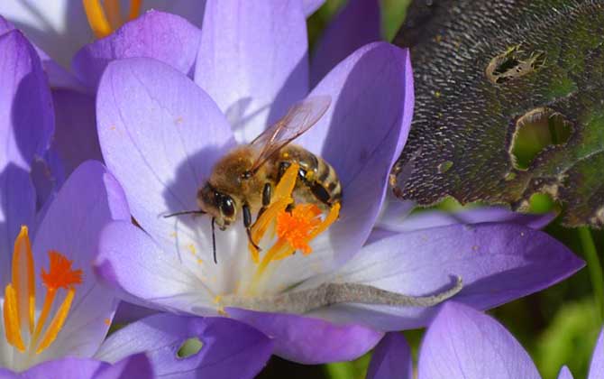 工蜂為什么不能正常生育? 工蜂