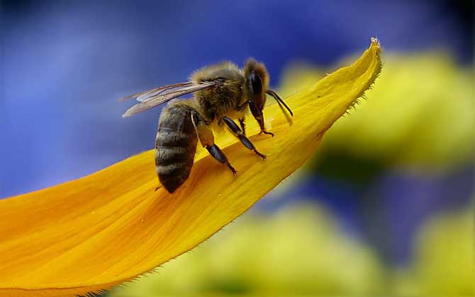 蜂群中工蜂吃什么食物? 工蜂