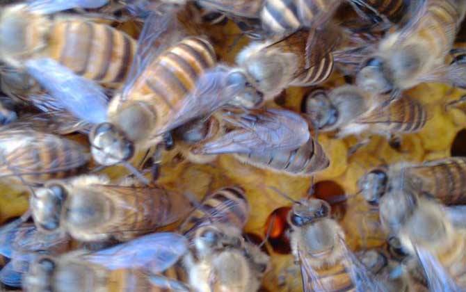 蜜蜂的壽命有多長(zhǎng)? 蜜蜂