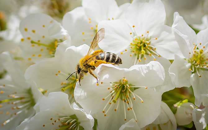 工蜂是公的還是母的? 工蜂