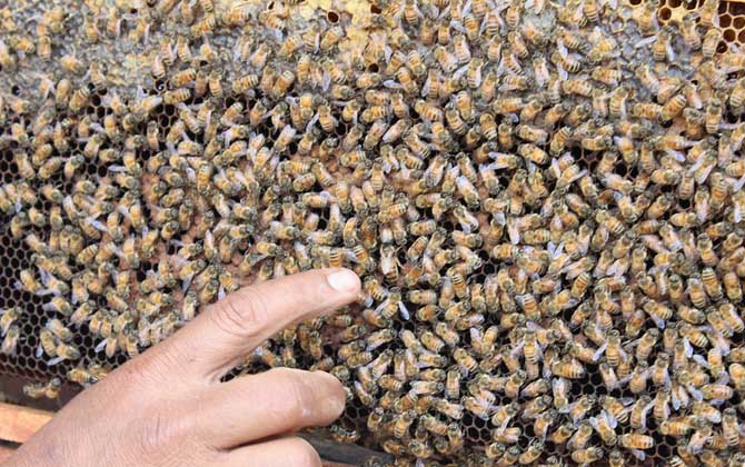 蜂王是公的還是母的? 蜂王