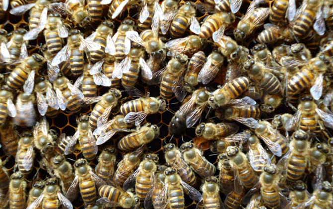 雄蜂是蜂王產卵發育的嗎? 蜂群
