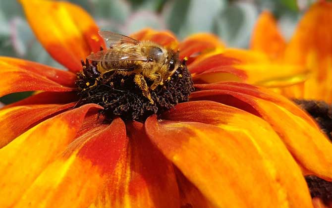 蜜蜂是害蟲還是益蟲? 蜜蜂