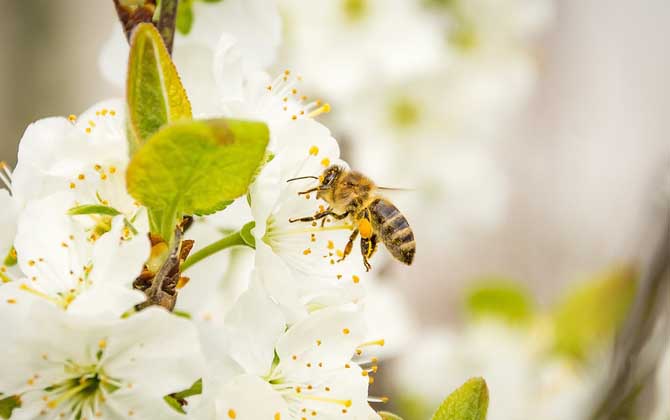 蜜蜂王國有哪些神奇的奧秘? 蜜蜂