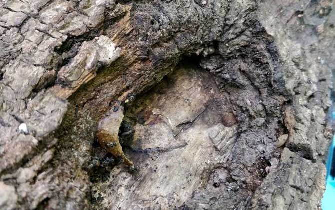 酸蜂(無刺蜂)是蜜蜂嗎? 酸蜂