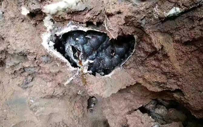 酸蜂(無刺蜂)是蜜蜂嗎? 酸蜂