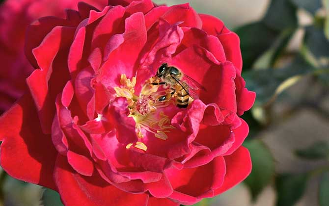 蜜蜂多久出一批工蜂? 蜜蜂