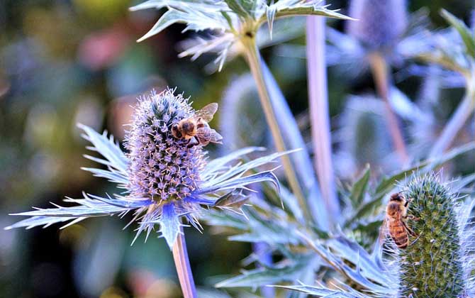 蜜蜂一年四季都產蜜嗎? 蜜蜂