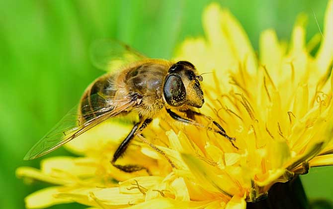 蜜蜂一年四季都產蜜嗎? 蜜蜂
