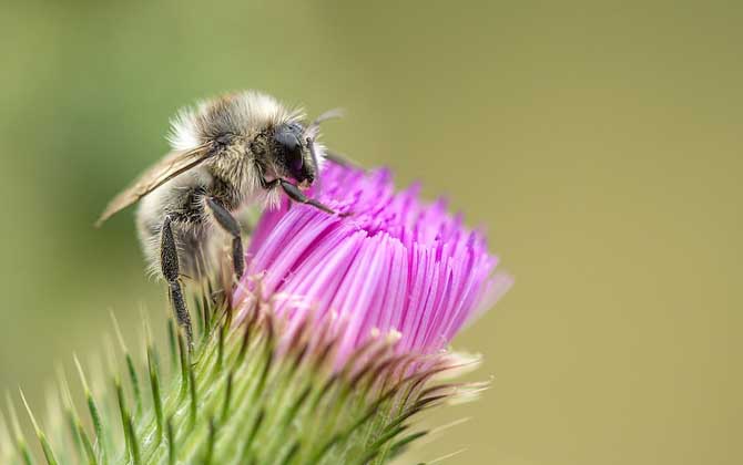 蜜蜂到底會(huì)不會(huì)冬眠? 蜜蜂