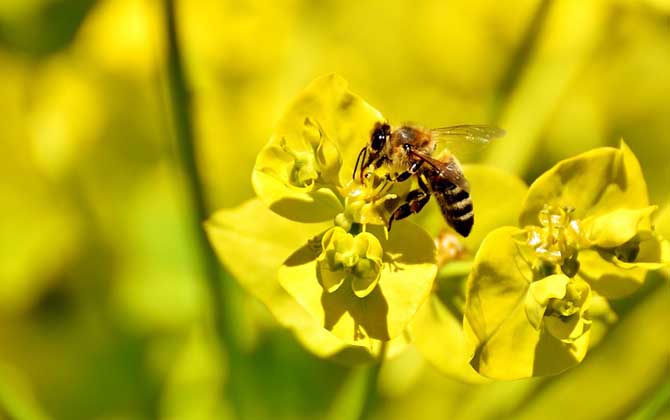 被蜜蜂蟄了怎么消腫止癢? 蜜蜂