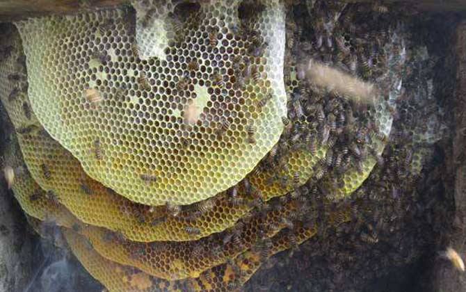 東方蜜蜂的種類及圖片大全 海南蜜蜂