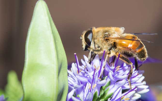 被蜜蜂蟄多久過危險期? 蜜蜂