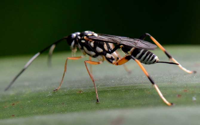 蜂類的品種及圖片大全 寄生蜂