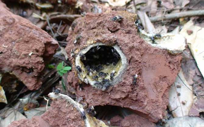 蜂類的品種及圖片大全 無刺蜂