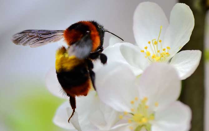 蜂類的品種及圖片大全 熊蜂