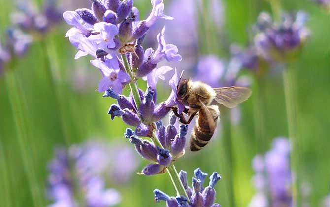 有關蜜蜂的知識有哪些? 蜜蜂