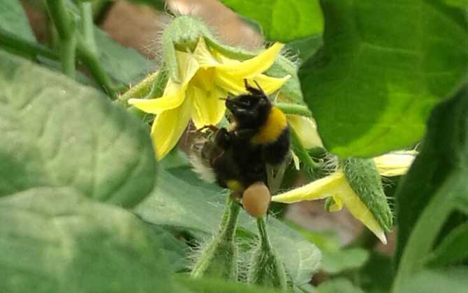 木蜂和熊蜂的區別 熊蜂