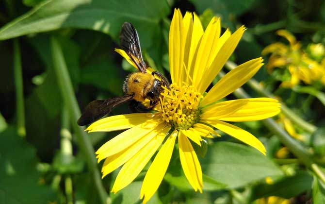 木蜂的種類及圖片大全 木蜂