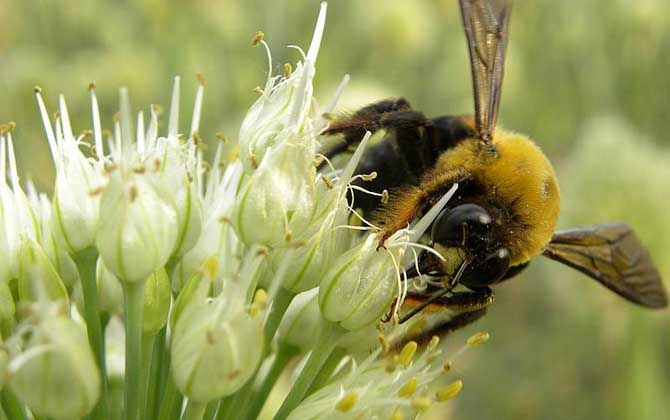 熊蜂的種類及圖片大全 熊蜂