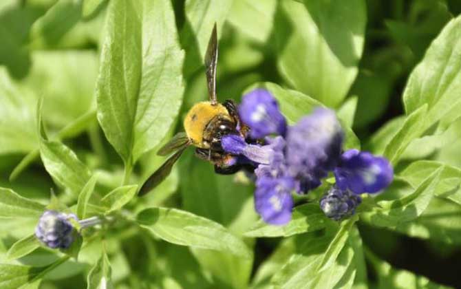 熊蜂的種類及圖片大全 熊蜂