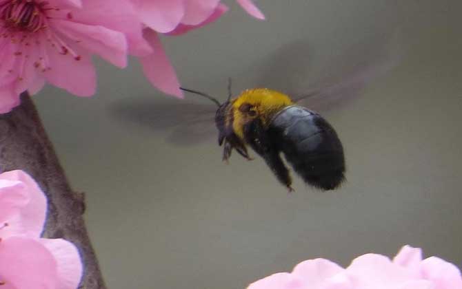 熊蜂的種類及圖片大全 熊蜂