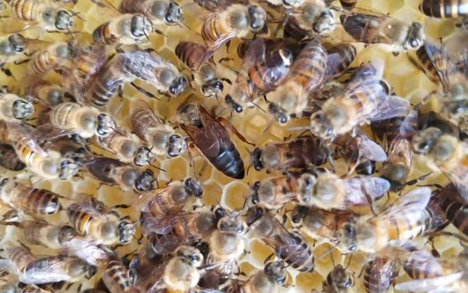 分蜂是老王走還是新王走? 分蜂