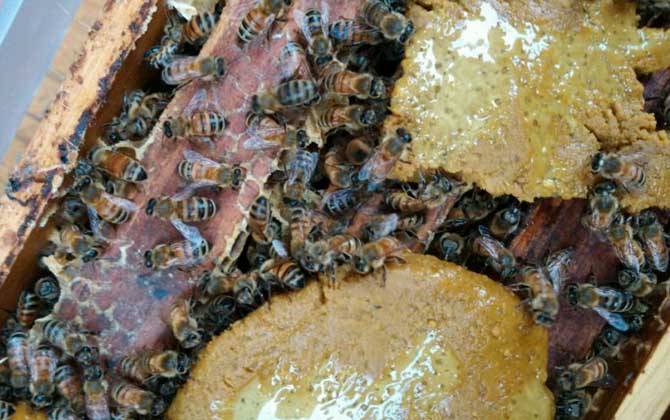 一箱蜜蜂一天吃多少糖? 蜜蜂