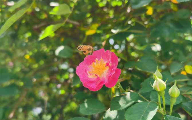 打死一只蜜蜂會報復嗎? 蜜蜂