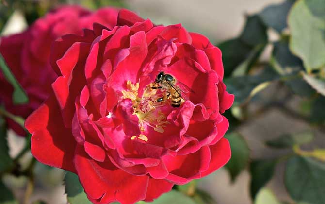 有哪些贊美蜜蜂的詩(shī)句? 蜜蜂