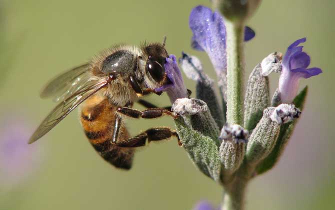 蜜蜂蟄了用牙膏能消腫止癢嗎? 蜜蜂