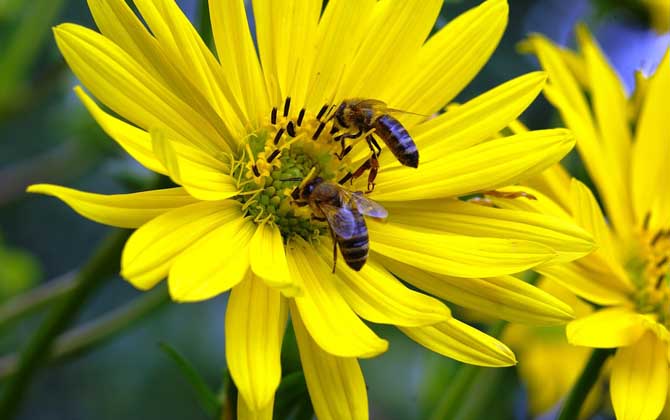 被蜜蜂蟄消腫小妙招及注意事項 蜜蜂