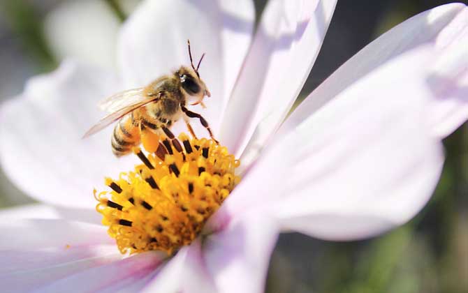 被蜜蜂蟄消腫小妙招及注意事項 蜜蜂