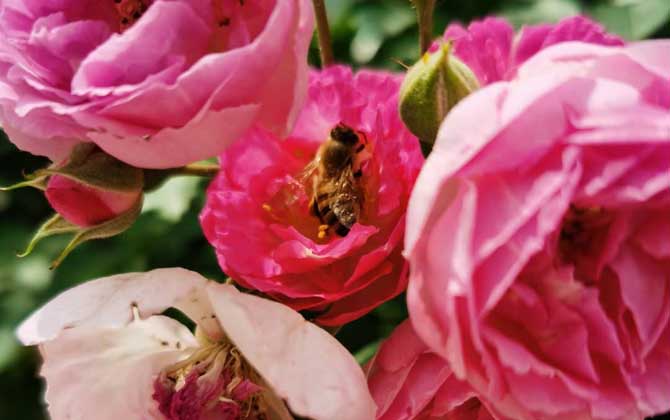 被蜜蜂蟄了擦什么藥膏? 蜜蜂