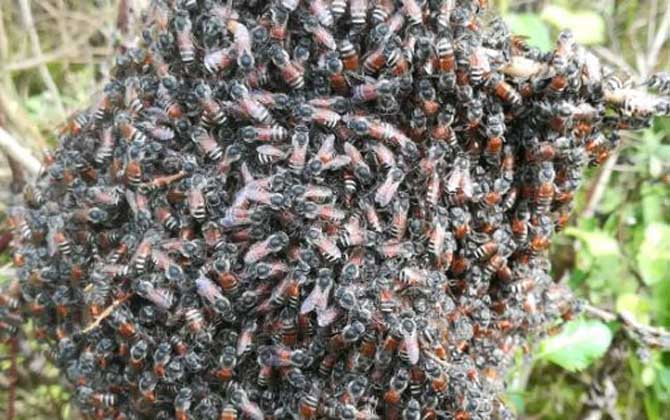 黑小蜜蜂的特點有哪些? 黑小蜜蜂