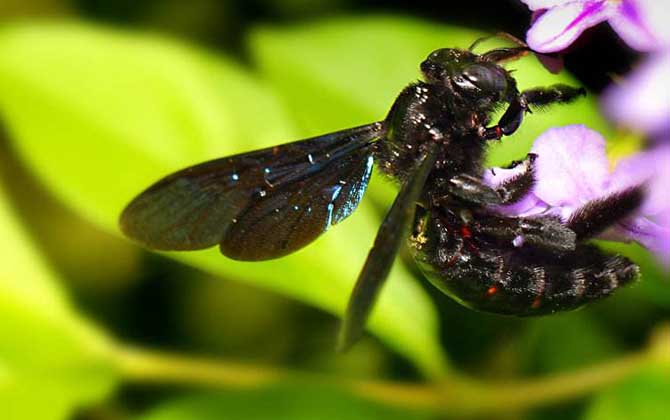 被黑蜂蟄了怎么消腫止痛? 黑蜂