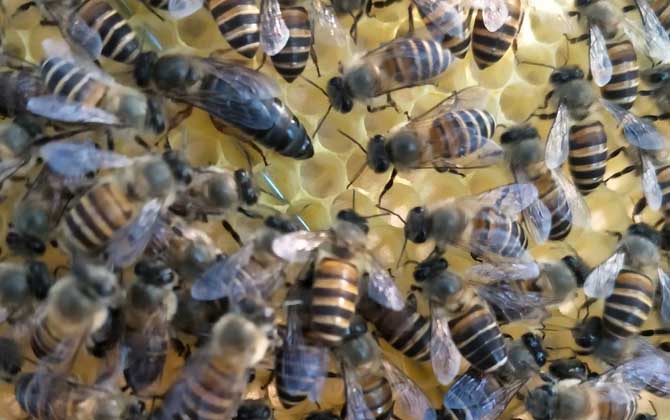 工蜂產(chǎn)卵的原因及處理方法 工蜂產(chǎn)卵