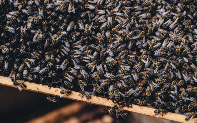 雙王群好還是單王群好? 雙王群