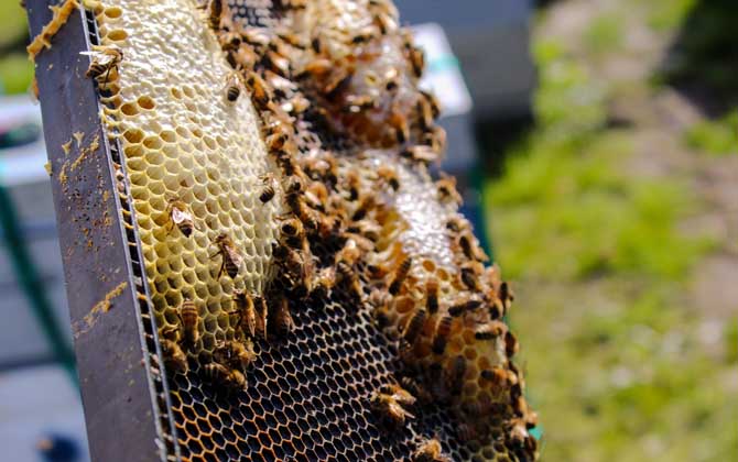 雙王群好還是單王群好? 雙王群