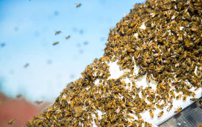 雙王群好還是單王群好? 雙王群