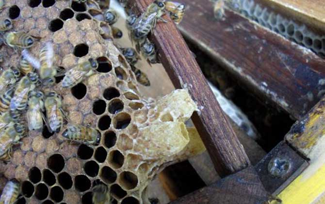 蜜蜂王臺封蓋幾天出來? 蜜蜂王臺