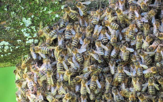 野蜜蜂怎么養(yǎng)才不會(huì)走? 野蜜蜂怎么養(yǎng)