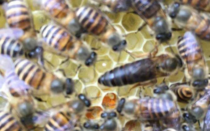 中蜂雙王群真的弊大于利嗎? 中蜂雙王群