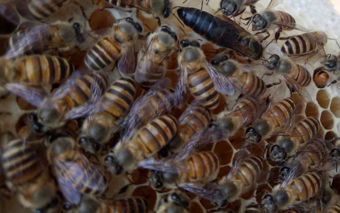 蜂群在什么時候會圍王? 蜂群圍王